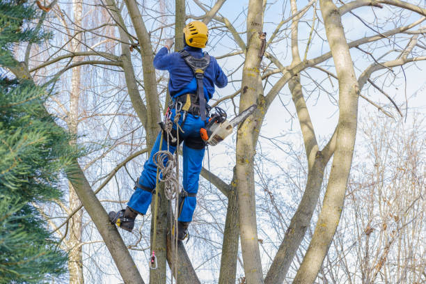 Best Hedge Trimming  in Priceville, AL