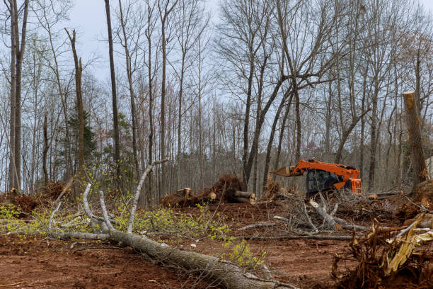 Best Residential Tree Removal  in Priceville, AL