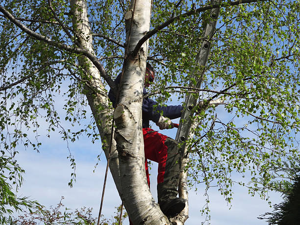  Priceville, AL Tree Removal Services Pros