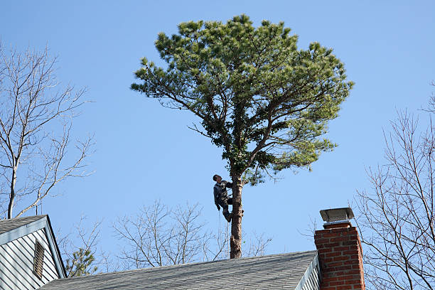 Best Emergency Tree Removal  in Priceville, AL