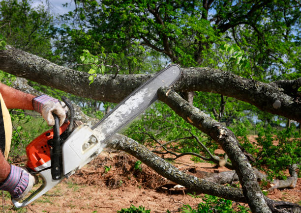 Best Firewood Processing and Delivery  in Priceville, AL